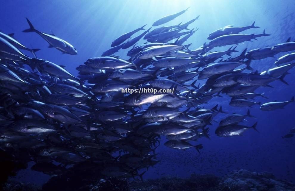 无虾井深海生物团积狂暴袭击海鲜养殖基地